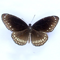 Common indian crow Euploea core1